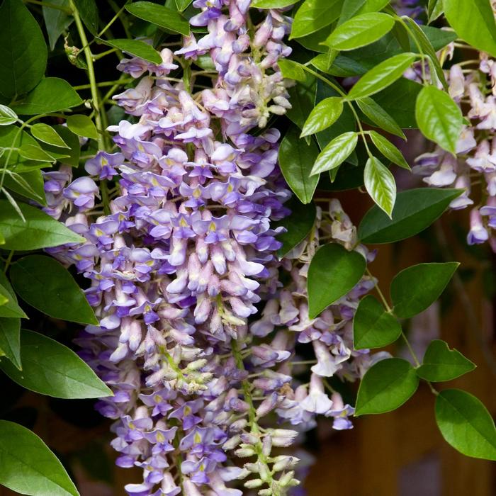 Summer Cascade™ - Wisteria macrostachya Summer Cascade™ - Wisteria macrostachya