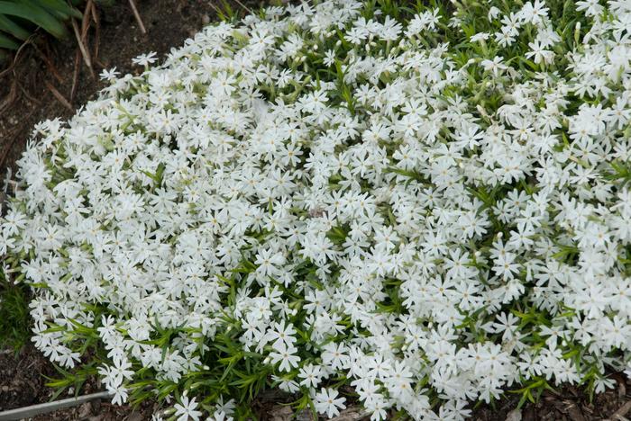 Creeping Phlox - Phlox subulata 'Snowflake' Creeping Phlox - Phlox subulata 'Snowflake'