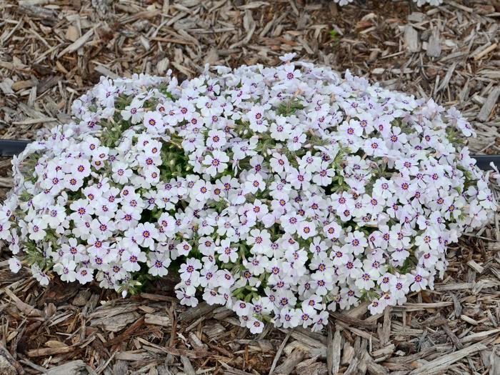 Creeping Phlox - Phlox subulata 'North Hills' Creeping Phlox - Phlox subulata 'North Hills'