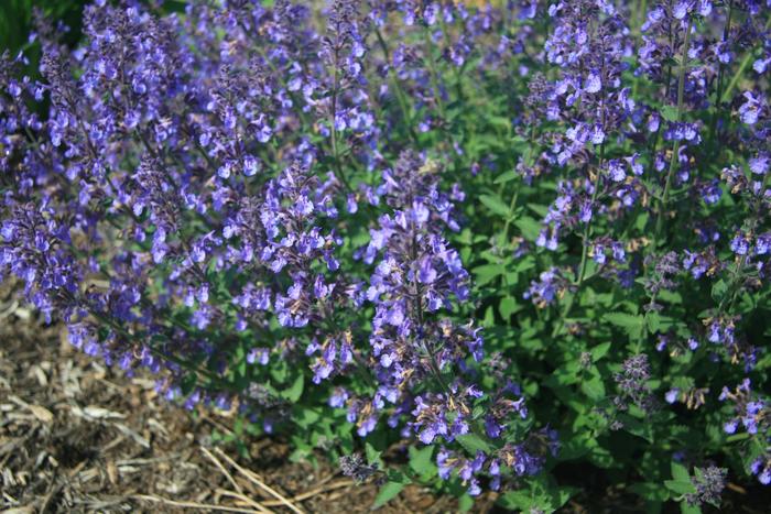 Catmint - Nepeta x faassenii 'Junior Walker'