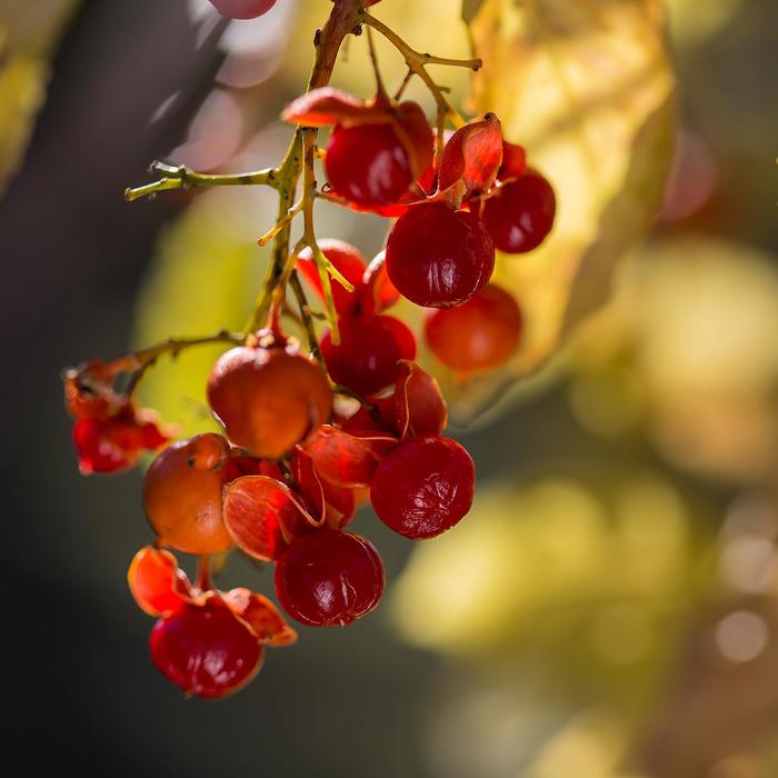 Autumn Revolution™ Bittersweet - Celastrus scandens 'Bailumn'