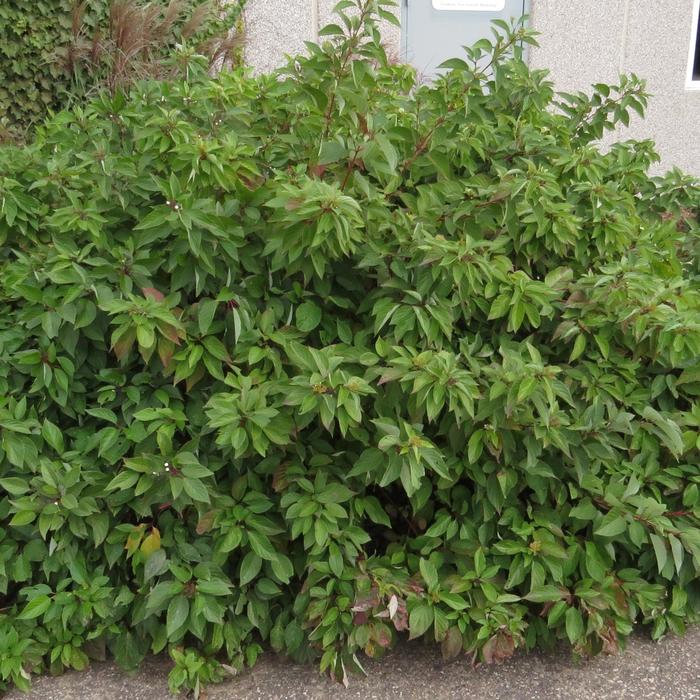 Firedance™ - Cornus sericea Firedance™ - Cornus sericea