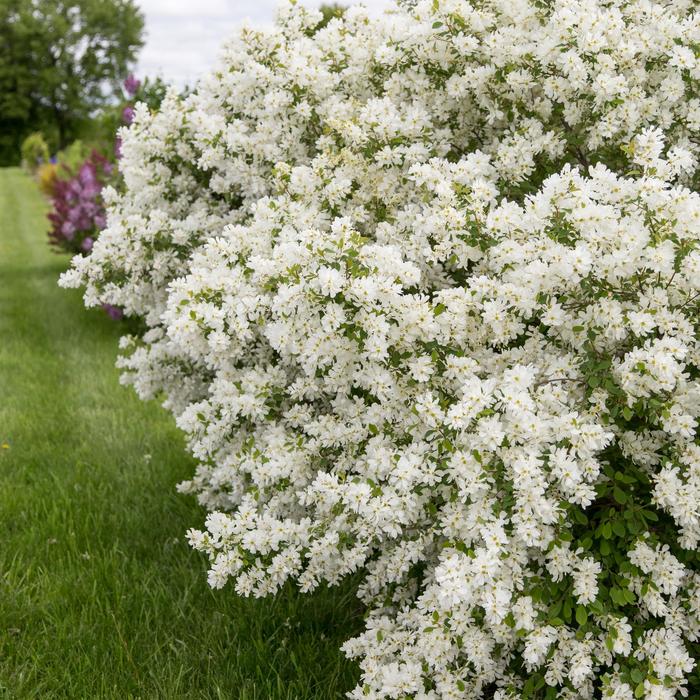 'Lotus Moon™' Pearlbush - Exochorda x macrantha