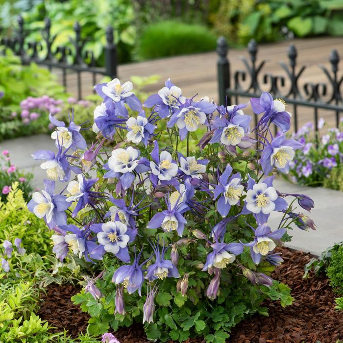 Columbine - Aquilegia caerulea 'Earlybird™ Blue & White' Columbine - Aquilegia caerulea 'Earlybird™ Blue & White'