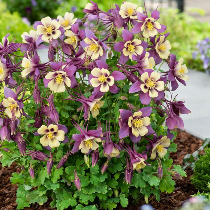 Columbine - Aquilegia caerulea Earlybird™ Purple Yellow Columbine - Aquilegia caerulea Earlybird™ Purple Yellow