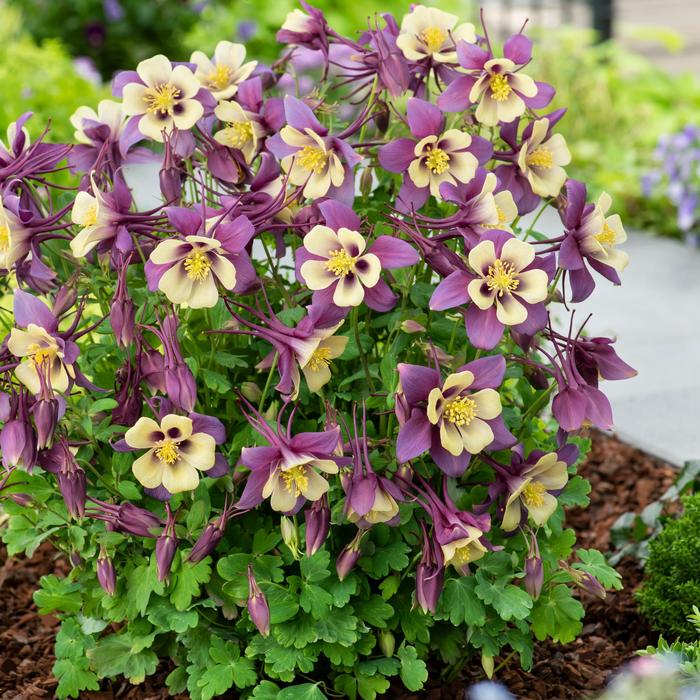 Columbine - Aquilegia caerulea Earlybird™ Purple Yellow