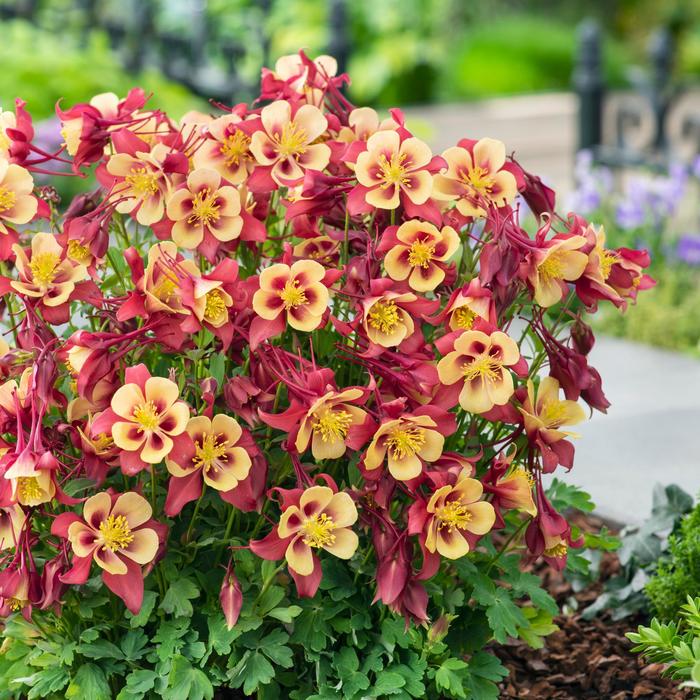 Columbine - Aquilegia caerulea Earlybird™ Red Yellow