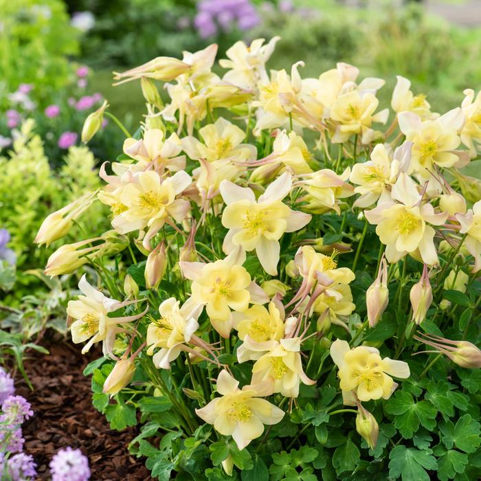 Columbine - Aquilegia caerulea 'Earlybird™ Yellow' Columbine - Aquilegia caerulea 'Earlybird™ Yellow'