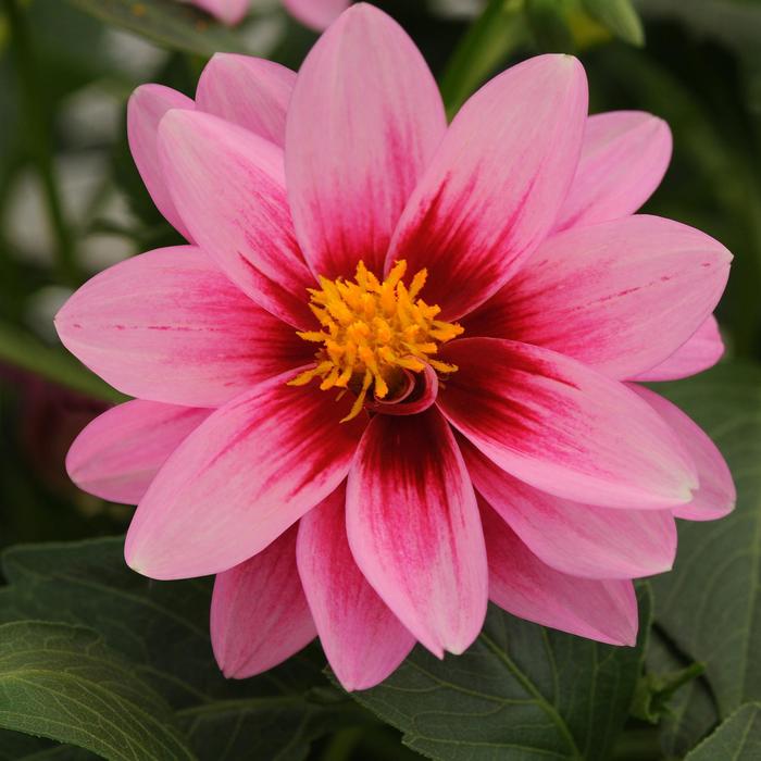 Dahlia - Dahlia Dalaya® 'Pink+Rose Eye' Dahlia - Dahlia Dalaya® 'Pink+Rose Eye'
