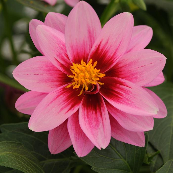 Dahlia - Dahlia Dalaya® 'Pink+Rose Eye'