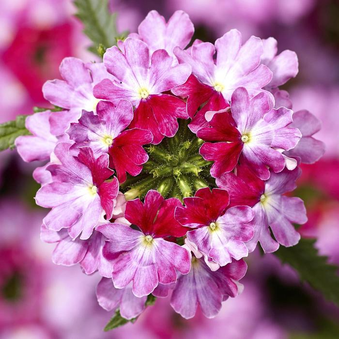 Verbena - Verbena hybrida Twister™ Rose Verbena - Verbena hybrida Twister™ Rose