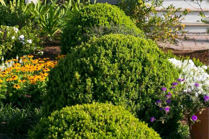 Baby Gem™ Boxwood - Buxus microphylla var japonica