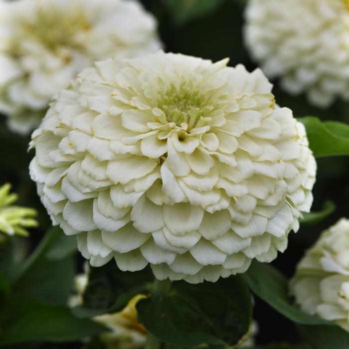 Zinnia - Zinnia elegans 'Zesty White' Zinnia - Zinnia elegans 'Zesty White'