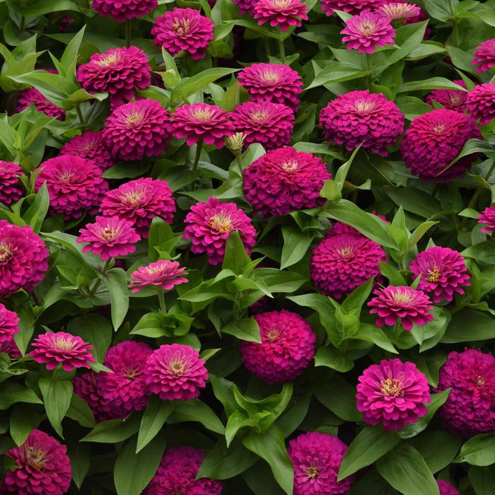 Zinnia - Zinnia elegans 'Zesty Fuchsia'