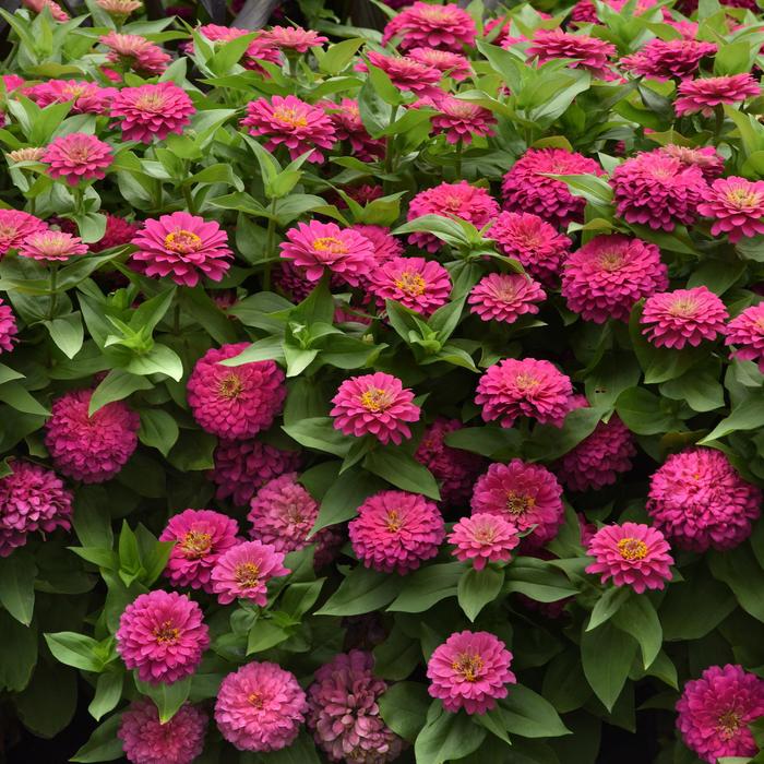'Zesty Pink' - Zinnia elegans 'Zesty Pink' - Zinnia elegans