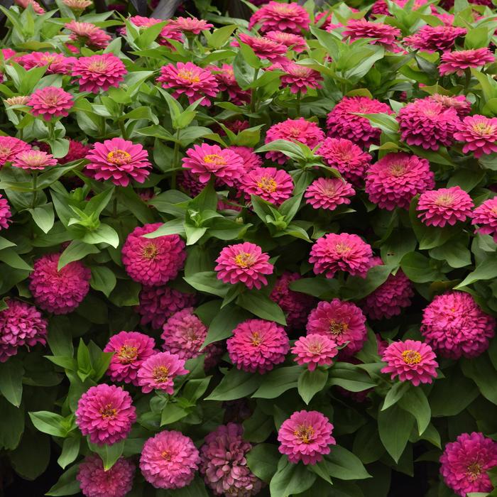 Zinnia - Zinnia elegans Zesty™ 'Pink'