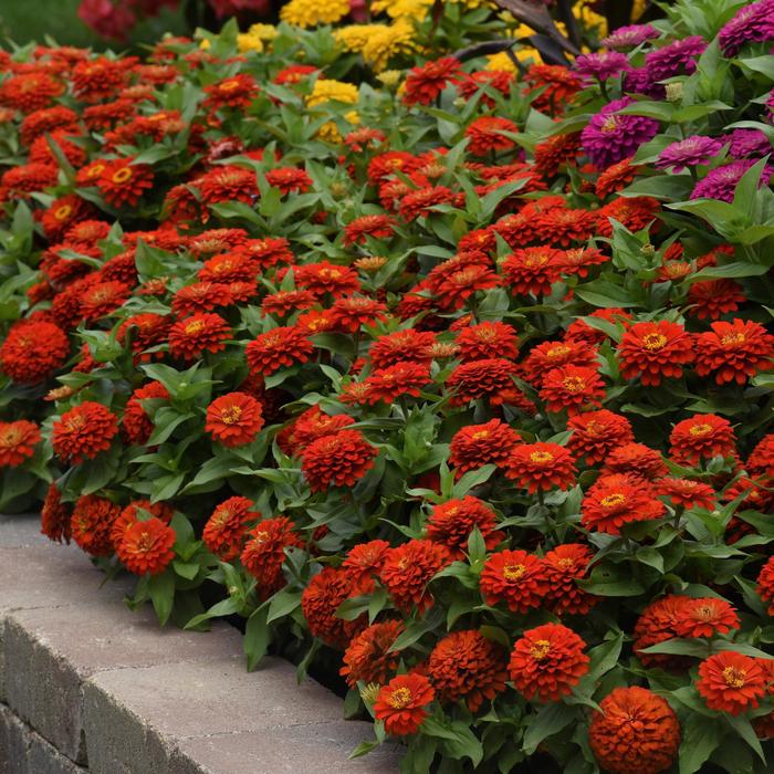 Zinnia - Zinnia elegans 'Zesty Scarlet' Zinnia - Zinnia elegans 'Zesty Scarlet'