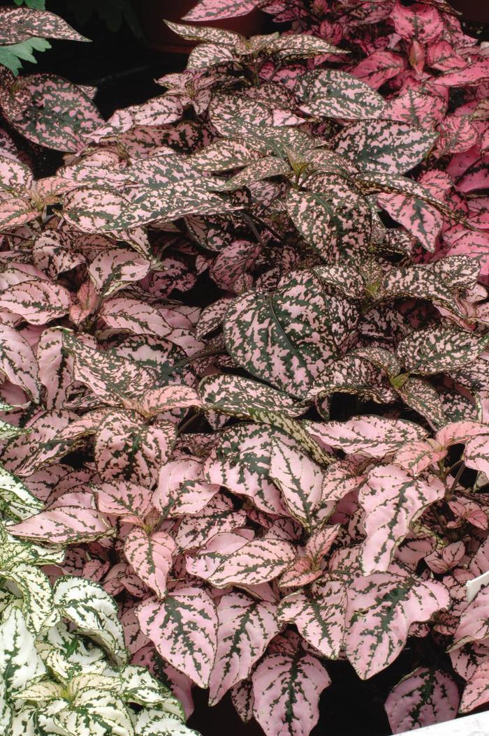 Splash 'Pink' - Hypoestes phyllostachya (Polka Dot Plant) Splash 'Pink' - Hypoestes phyllostachya (Polka Dot Plant)