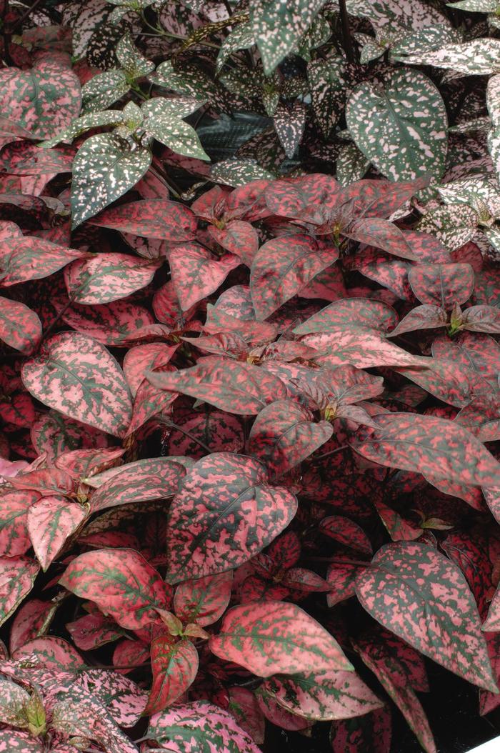 Splash 'Red' - Hypoestes phyllostachya (Polka Dot Plant) Splash 'Red' - Hypoestes phyllostachya (Polka Dot Plant)