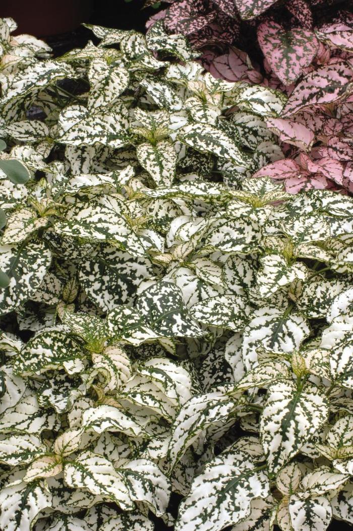 Splash Select™ 'White' - Hypoestes phyllostachya (Polka Dot Plant) Splash Select™ 'White' - Hypoestes phyllostachya (Polka Dot Plant)