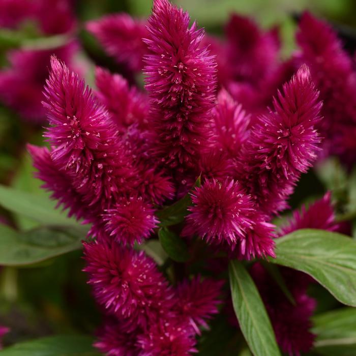 Celosia - Celosia argentea 'Intenz Dark Purple' Celosia - Celosia argentea 'Intenz Dark Purple'