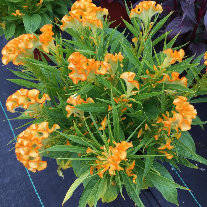 Celosia - Celosia Twisted™ 'Yellow'