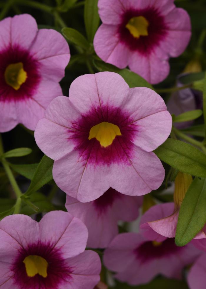 Calibrachoa (Trailing Petunia) - Calibrachoa 'Cabaret® Light Pink Kiss' Calibrachoa (Trailing Petunia) - Calibrachoa 'Cabaret® Light Pink Kiss'