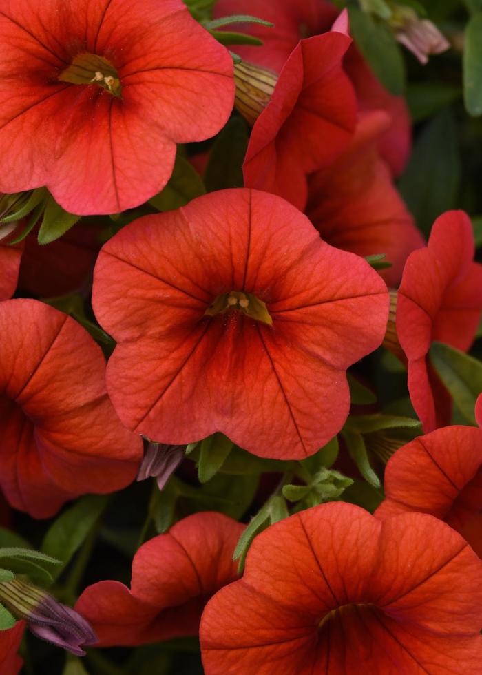 Cabaret® Orange Improved - Calibrachoa (Mini Petunia) Cabaret® Orange Improved - Calibrachoa (Mini Petunia)