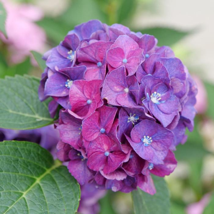 Wee Bit Grumpy® - Hydrangea macrophylla Wee Bit Grumpy® - Hydrangea macrophylla
