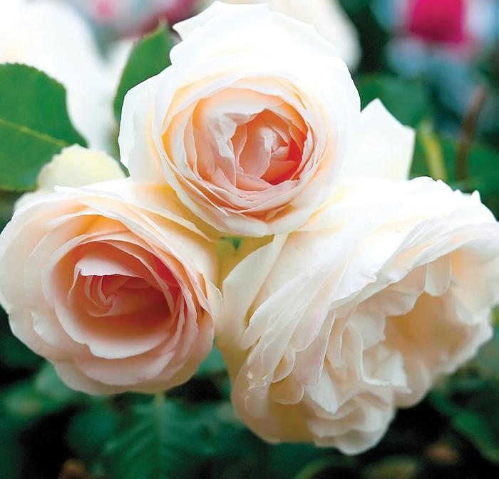 White Eden® - Rosa 'Meiviowit' PP16739