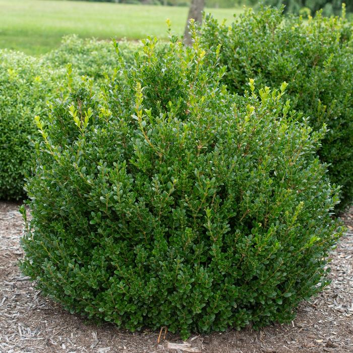 'Little Missy' Boxwood - Buxus microphylla 'Little Missy' 