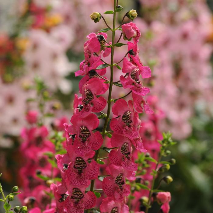 Angelonia (Summer Snapdragon) - Angelonia angustifolia Archangel™ Dark Rose Angelonia (Summer Snapdragon) - Angelonia angustifolia Archangel™ Dark Rose