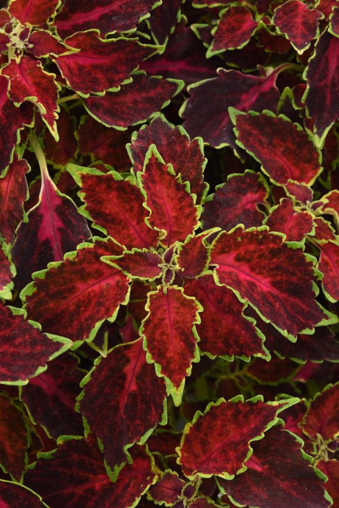 Coleus - Solenostemon Party Time™ 'Ruby Punch'