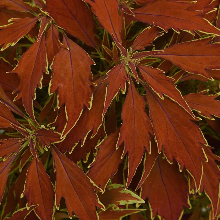 Coleus - Solenostemon scutellarioides Flame Thrower™ 'Cajun Spice' Coleus - Solenostemon scutellarioides Flame Thrower™ 'Cajun Spice'