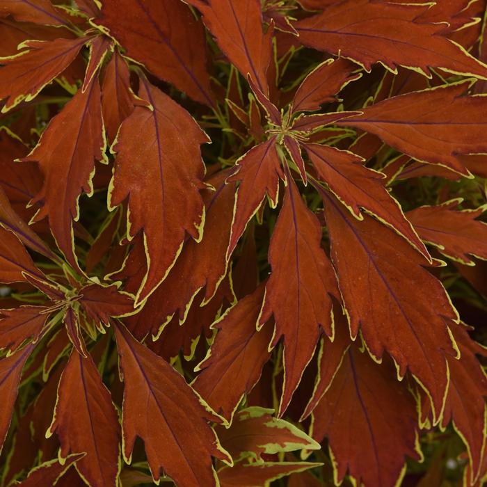 Coleus - Solenostemon scutellarioides Flame Thrower™ 'Cajun Spice'