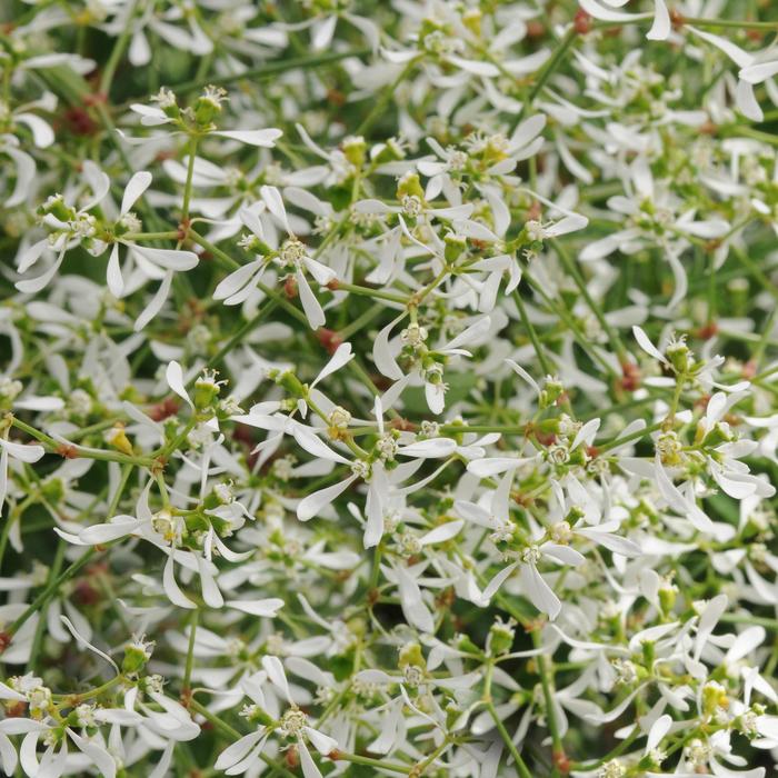 Euphorbia - Euphorbia hypericifolia Breathless® White Euphorbia - Euphorbia hypericifolia Breathless® White
