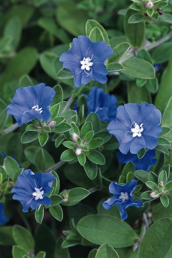 Evolvulus - Evolvulus nuttallianus 'Blue Daze' Evolvulus - Evolvulus nuttallianus 'Blue Daze'