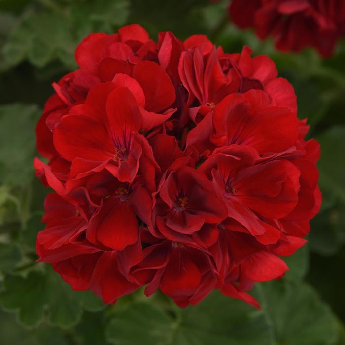 Geranium, Zonal - Pelargonium x hortorum Dynamo™ Dark Red