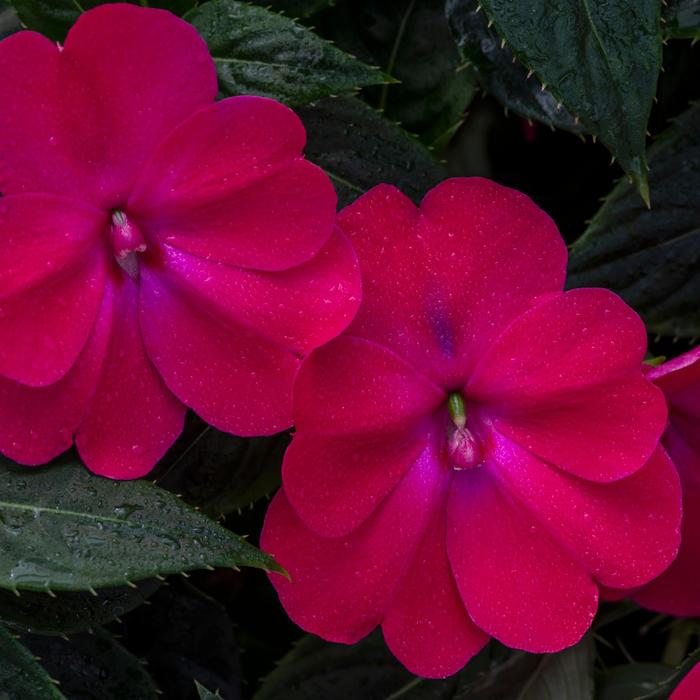 SunPatiens® Compact Rose Glow - Impatiens x hybrida SunPatiens® Compact Rose Glow - Impatiens x hybrida