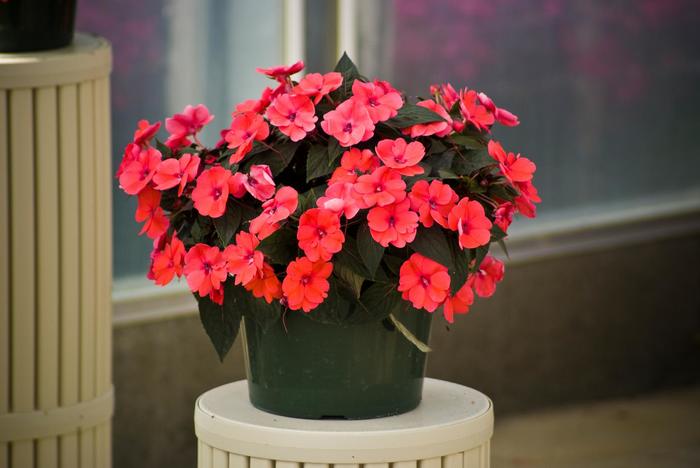 SunPatiens® Compact Deep Rose - Impatiens x hybrida