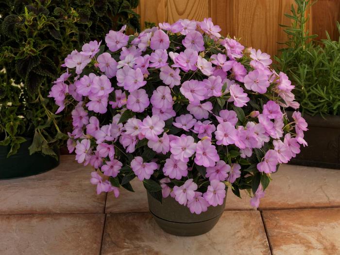 SunPatiens® Orchid Blush - Impatiens SunPatiens® Orchid Blush - Impatiens