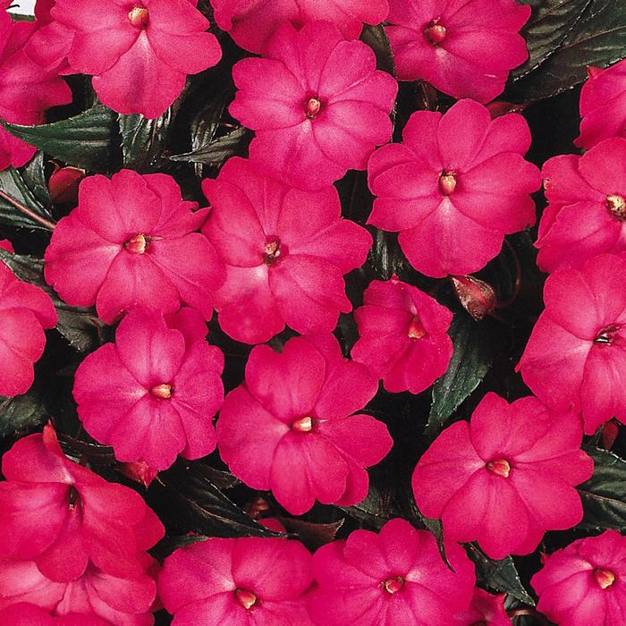 Impatiens, New Guinea - Impatiens hawkeri 'Celebration Electric Rose' Impatiens, New Guinea - Impatiens hawkeri 'Celebration Electric Rose'