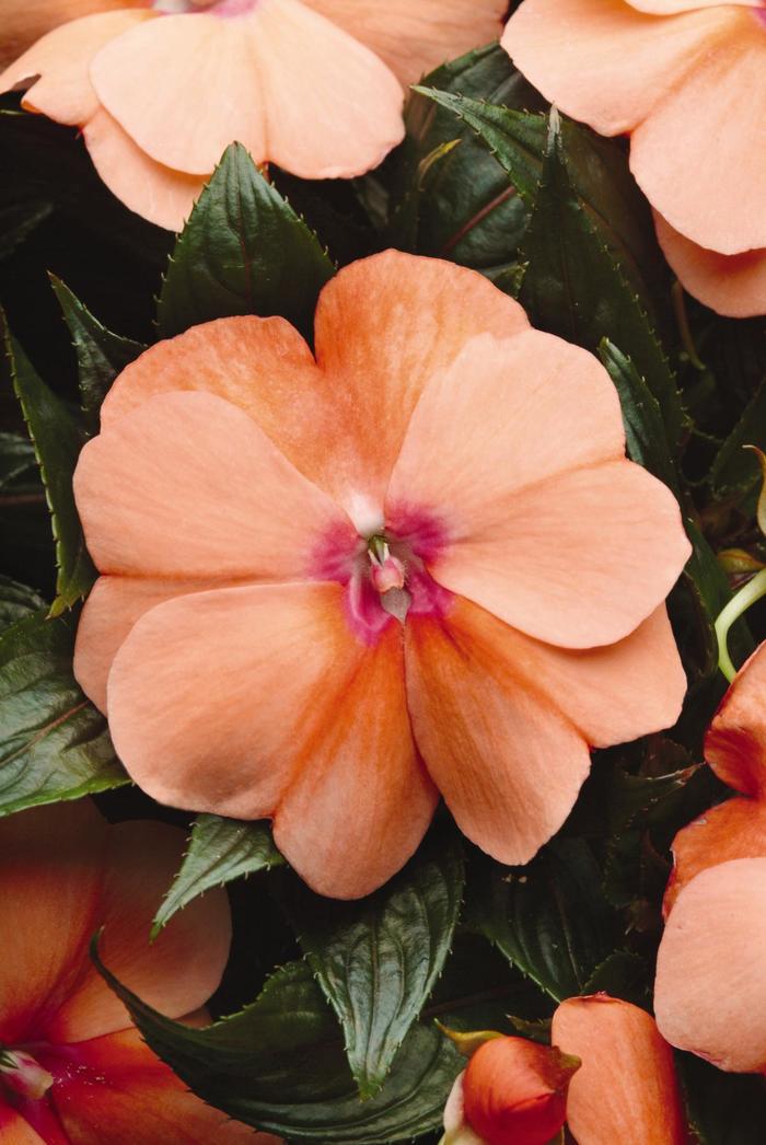 Impatiens, New Guinea - Impatiens hawkeri 'Celebration Apricot' Impatiens, New Guinea - Impatiens hawkeri 'Celebration Apricot'