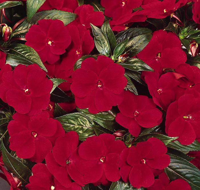 Impatiens, New Guinea - Impatiens hawkeri 'Celebration Deep Red' Impatiens, New Guinea - Impatiens hawkeri 'Celebration Deep Red'