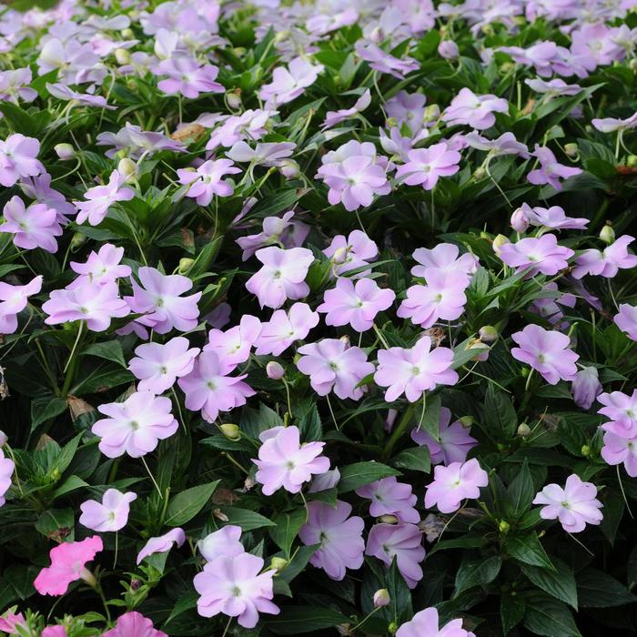 Impatiens, New Guinea - Impatiens hawkeri 'Celebration Icy Blue' Impatiens, New Guinea - Impatiens hawkeri 'Celebration Icy Blue'