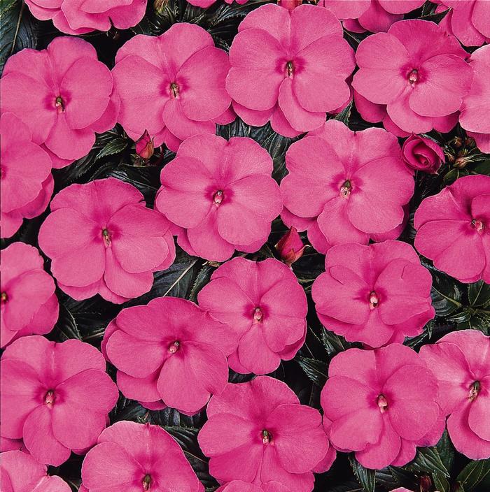 Impatiens, New Guinea - Impatiens hawkeri 'Celebration Pink' Impatiens, New Guinea - Impatiens hawkeri 'Celebration Pink'