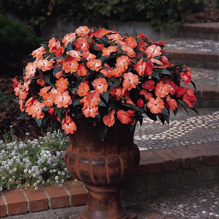 Impatiens, New Guinea - Impatiens hawkeri 'Celebration Tropical Peach' Impatiens, New Guinea - Impatiens hawkeri 'Celebration Tropical Peach'