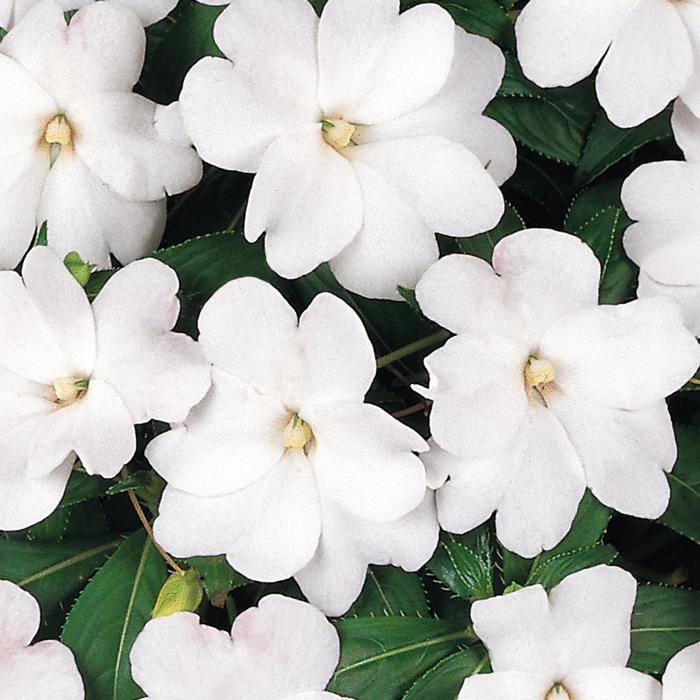 Impatiens, New Guinea - Impatiens hawkeri 'Celebration White' Impatiens, New Guinea - Impatiens hawkeri 'Celebration White'