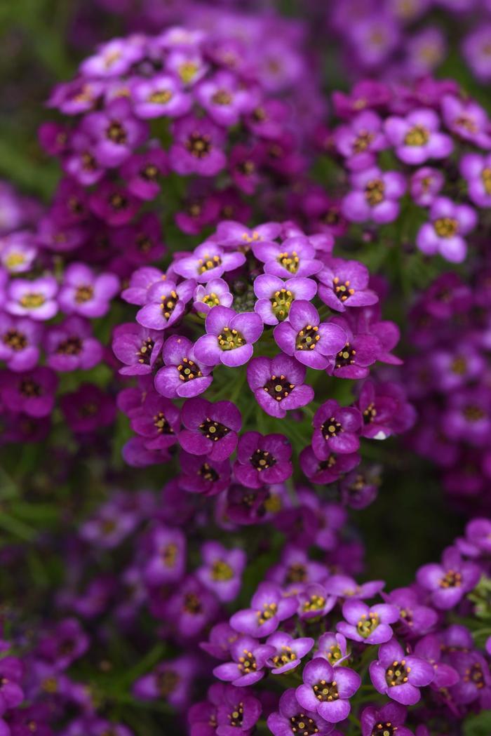 Alyssum - Lobularia maritima Easy Breezy™ Purple Alyssum - Lobularia maritima Easy Breezy™ Purple