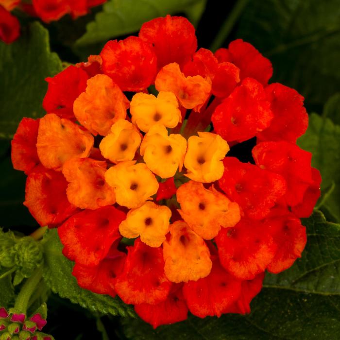 Lantana - Lantana camara Hot Blooded™ Red